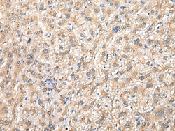 Invitrogen PRG3 Polyclonal Antibody 100 &mu;L; Unconjugated:Antibodies,