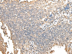 Invitrogen PRSS38 Polyclonal Antibody 100 &mu;L; Unconjugated:Antibodies,