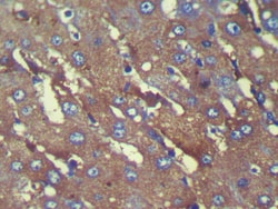 Invitrogen C8G Polyclonal Antibody 100 &mu;L; Unconjugated:Antibodies,