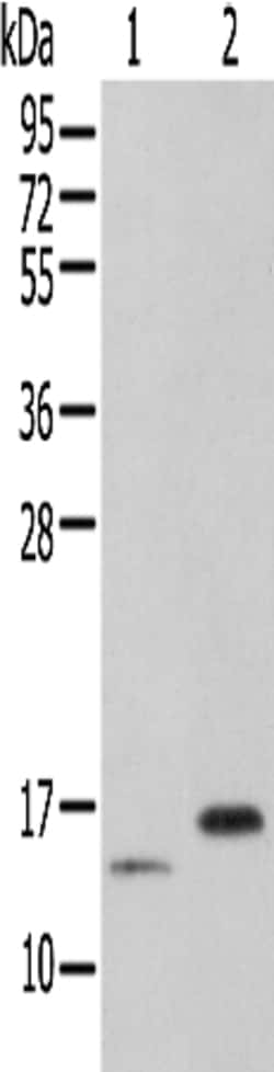 Invitrogen PIN4 Polyclonal Antibody 100 &mu;L | Buy Online | Invitrogen&trade; | Fisher Scientific