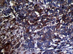 Invitrogen GMFB Polyclonal Antibody 100 &mu;L; Unconjugated:Antibodies,