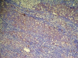Invitrogen DHRSX Polyclonal Antibody 100 &mu;L; Unconjugated:Antibodies,