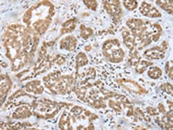 Invitrogen MOB4 Polyclonal Antibody 100 &mu;L; Unconjugated:Antibodies,