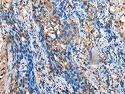 Invitrogen MOB4 Polyclonal Antibody 100 &mu;L; Unconjugated:Antibodies,