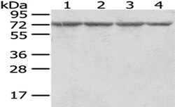 Invitrogen RARS Polyclonal Antibody 100 &mu;L; Unconjugated:Antibodies,