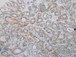 Invitrogen HGD Polyclonal Antibody 100 &mu;L; Unconjugated:Anticuerpos