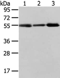 Invitrogen XKRX Polyclonal Antibody 100 &mu;L; Unconjugated:Antibodies,