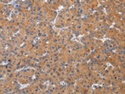 Invitrogen ZFAND2A Polyclonal Antibody 100 &mu;L; Unconjugated:Antibodies,