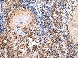 Invitrogen COX8C Polyclonal Antibody 100 &mu;L; Unconjugated:Antibodies,