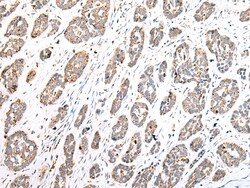 Invitrogen COX7A2L Polyclonal Antibody 100 &mu;L; Unconjugated:Antibodies,