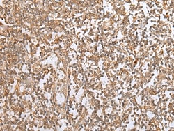 Invitrogen PEG3 Polyclonal Antibody 100 &mu;L; Unconjugated:Antibodies,