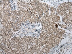 Invitrogen PPIL1 Polyclonal Antibody 100 &mu;L; Unconjugated:Antibodies,