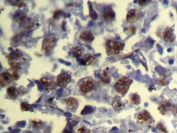 Invitrogen REC8 Polyclonal Antibody 100 &mu;L; Unconjugated:Antibodies,