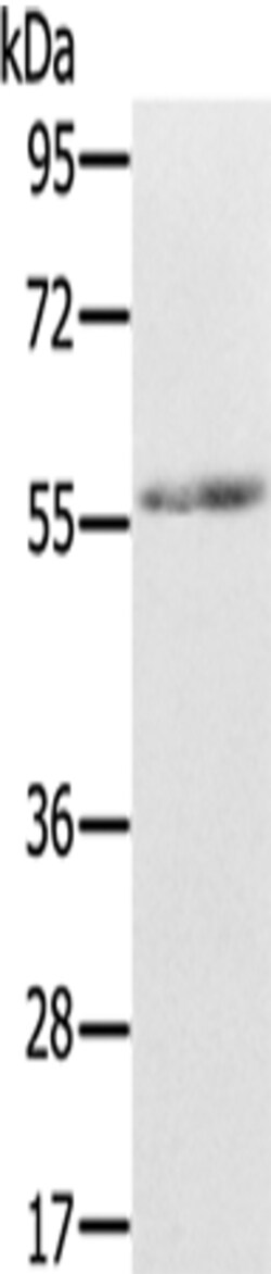 Invitrogen REC8 Polyclonal Antibody 100 &mu;L; Unconjugated:Antibodies,