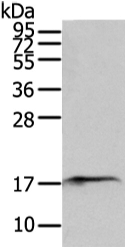 Invitrogen SNX12 Polyclonal Antibody 100 &mu;L; Unconjugated:Antibodies,