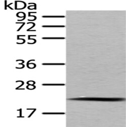 Invitrogen MED18 Polyclonal Antibody 100 &mu;L; Unconjugated:Antibodies,