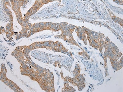 Invitrogen NDUFB6 Polyclonal Antibody 100 &mu;L; Unconjugated:Antibodies,