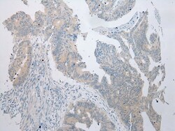 Invitrogen RPS15A Polyclonal Antibody 100 &mu;L; Unconjugated:Antibodies,