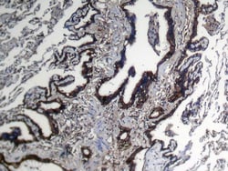 Invitrogen NUDT10 Polyclonal Antibody 100 &mu;L; Unconjugated:Antibodies,