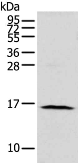 Invitrogen NUDT10 Polyclonal Antibody 100 &mu;L; Unconjugated:Antibodies,