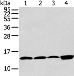 Invitrogen CLDND2 Polyclonal Antibody 100 &mu;L; Unconjugated:Antibodies,