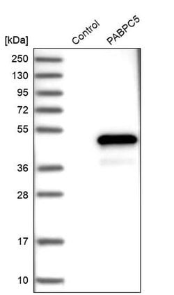 Invitrogen PABPC5 Polyclonal Antibody 100 &mu;L; Unconjugated:Antibodies,