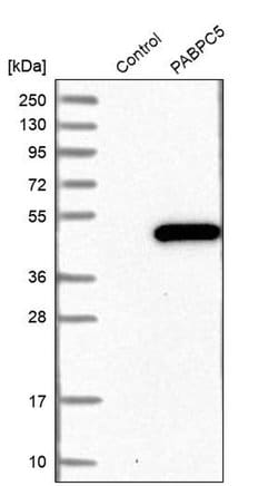 Invitrogen PABPC5 Polyclonal Antibody 100 &mu;L; Unconjugated:Antibodies,