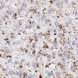 Invitrogen alpha Galactosidase Polyclonal Antibody 100 &mu;L; Unconjugated:Antibodies,