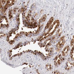 Invitrogen alpha Galactosidase Polyclonal Antibody 100 &mu;L; Unconjugated:Antibodies,