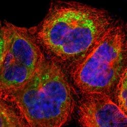 Invitrogen NSDHL Polyclonal Antibody 100 &mu;L; Unconjugated:Antibodies,