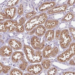 Invitrogen CHRDL1 Polyclonal Antibody 100 &mu;L; Unconjugated:Antibodies,