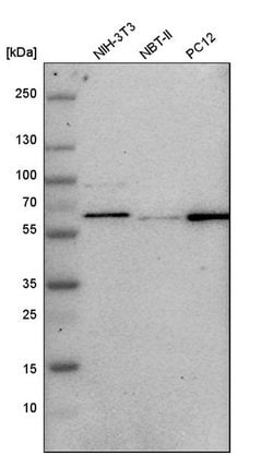 Invitrogen GPKOW Polyclonal Antibody 100 &mu;L; Unconjugated:Antibodies,