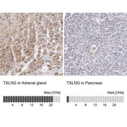 Invitrogen TXLNG Polyclonal Antibody 100 &mu;L; Unconjugated:Antibodies,