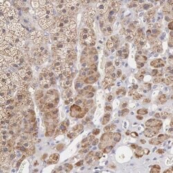 Invitrogen TXLNG Polyclonal Antibody 100 &mu;L; Unconjugated:Antibodies,