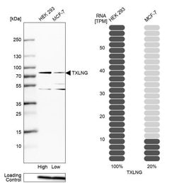 Invitrogen TXLNG Polyclonal Antibody 100 &mu;L; Unconjugated:Antibodies,
