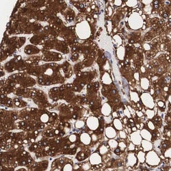 Invitrogen ARMX3 Polyclonal Antibody 100 &mu;L; Unconjugated:Antibodies,