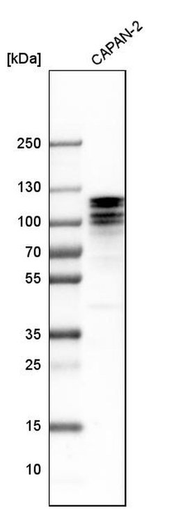 Invitrogen ARHGAP12 Polyclonal Antibody 100 &mu;L | Buy Online | Invitrogen&trade; | Fisher Scientific