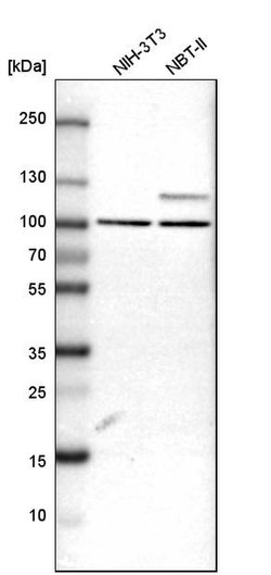 Invitrogen ARHGAP12 Polyclonal Antibody 100 &mu;L | Buy Online | Invitrogen&trade; | Fisher Scientific