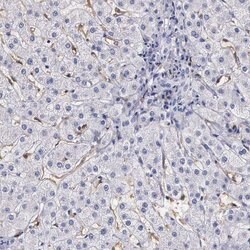 Invitrogen RENBP Polyclonal Antibody 100 &mu;L | Buy Online | Invitrogen&trade; | Fisher Scientific