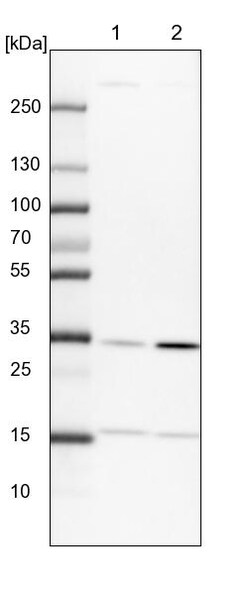 Invitrogen PITPNB Polyclonal Antibody 100 &mu;L | Buy Online | Invitrogen&trade; | Fisher Scientific
