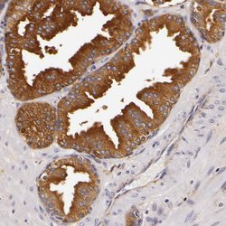 Invitrogen LGALS3BP Polyclonal Antibody 100 &mu;L; Unconjugated:Antibodies,