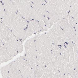 Invitrogen LGALS3BP Polyclonal Antibody 100 &mu;L; Unconjugated:Antibodies,