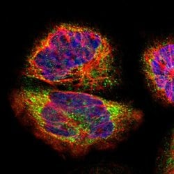 Invitrogen NSDHL Polyclonal Antibody 100 &mu;L; Unconjugated:Antibodies,