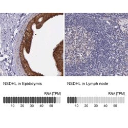 Invitrogen NSDHL Polyclonal Antibody 100 &mu;L; Unconjugated:Antibodies,