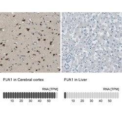 PJA Polyclonal Antibody, Invitrogen&trade;