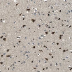 PJA Polyclonal Antibody, Invitrogen&trade;