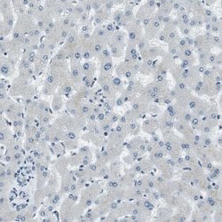 PJA Polyclonal Antibody, Invitrogen&trade;