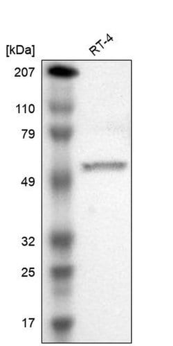 PJA Polyclonal Antibody, Invitrogen&trade;