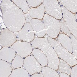 Invitrogen C22orf31 Polyclonal Antibody 100 &mu;L; Unconjugated:Antibodies,