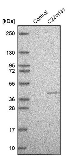Invitrogen C22orf31 Polyclonal Antibody 100 &mu;L; Unconjugated:Antibodies,